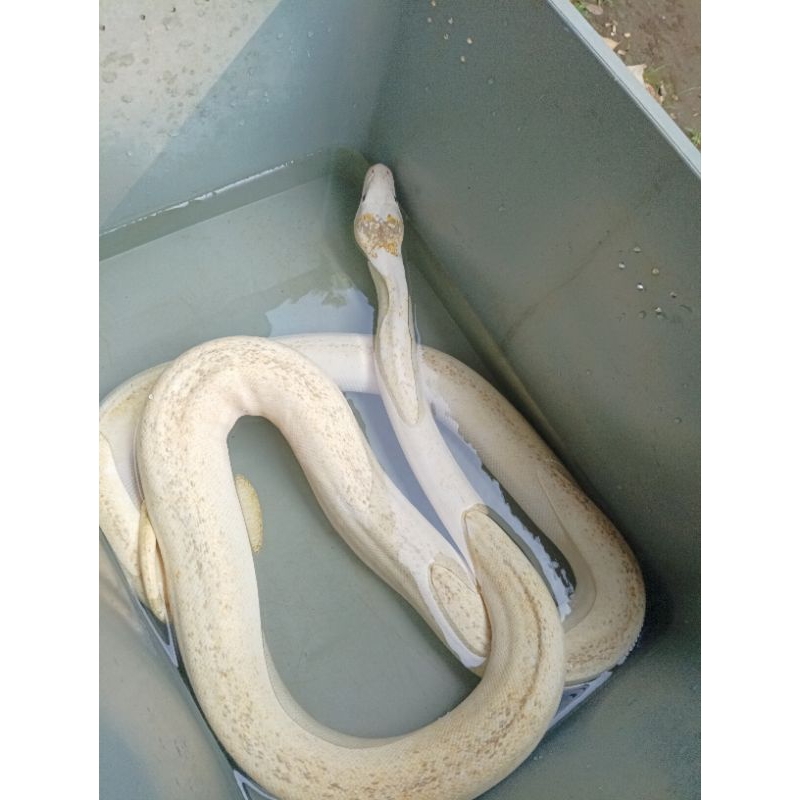 Reticulatus python ivory