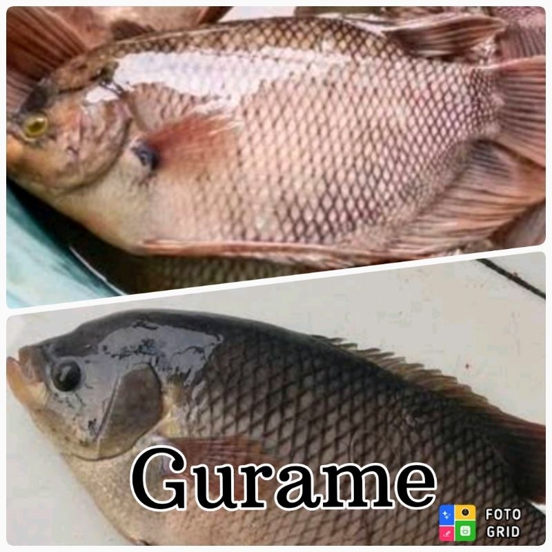 

GURAME MURAH FRESH 900gr - 1kg ( SIP )