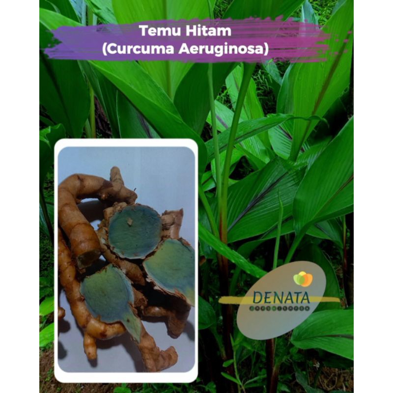 

Temu Ireng/Curcuma aeruginosa 1kg