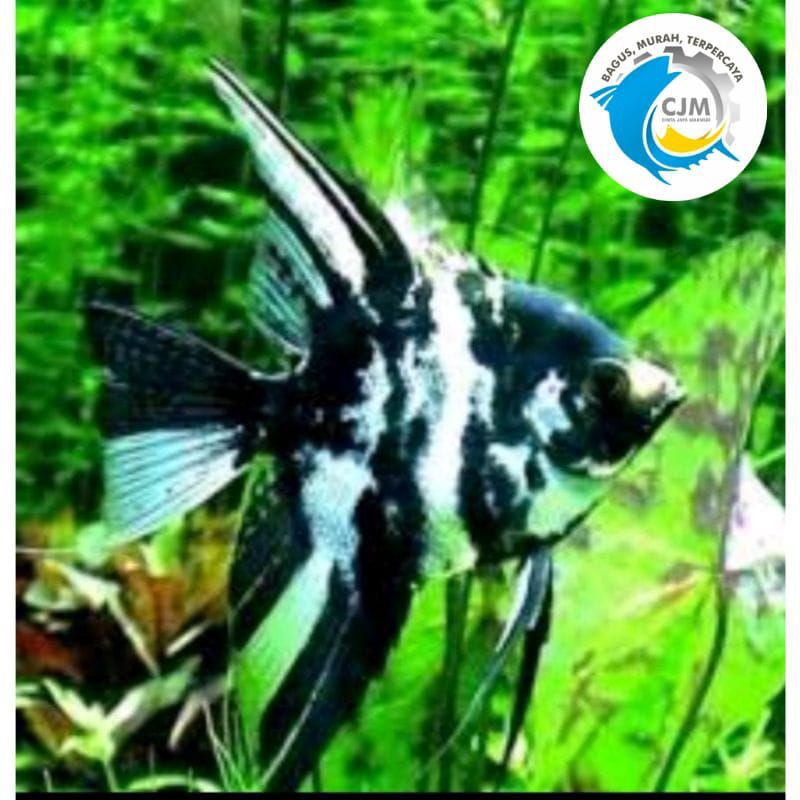 Ikan Hias Manfish , Maskoki , Komet Pancawarna , Koi Dan Lain lain