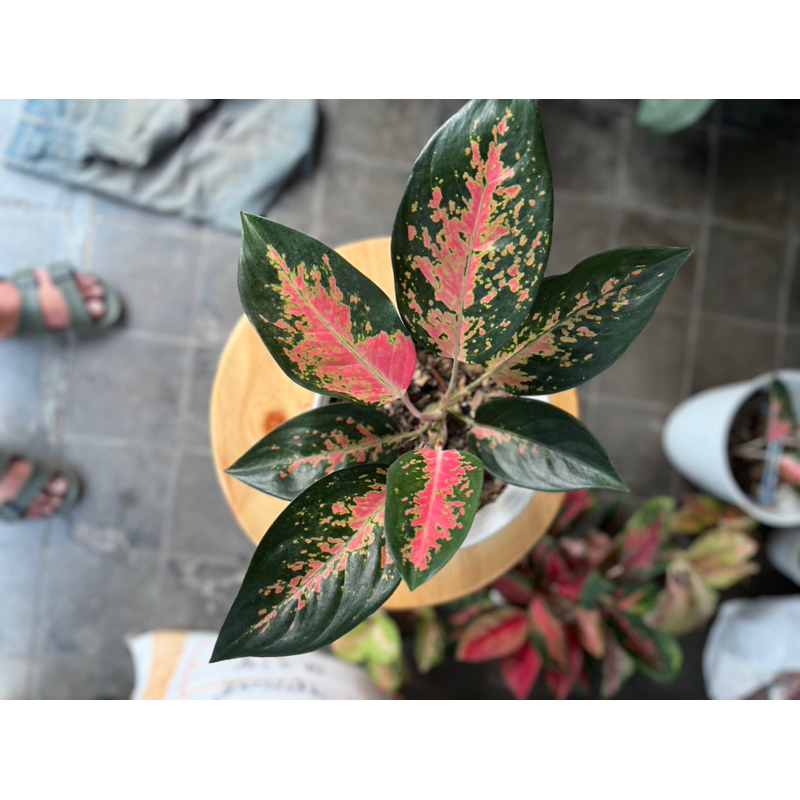 Aglaonema Kochin Paramuay