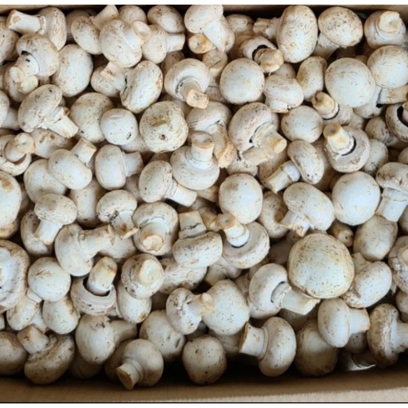 

CHAMPIGNON MUSHROOM (KG)