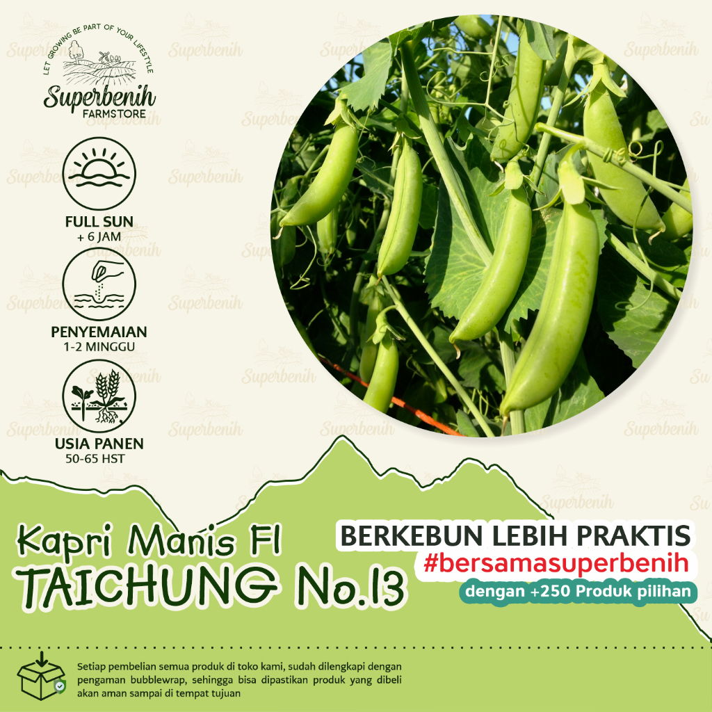 5 Biji - Benih KAPRI MANIS Taichung No.13 F1 (snap pea/sugar snap pea)