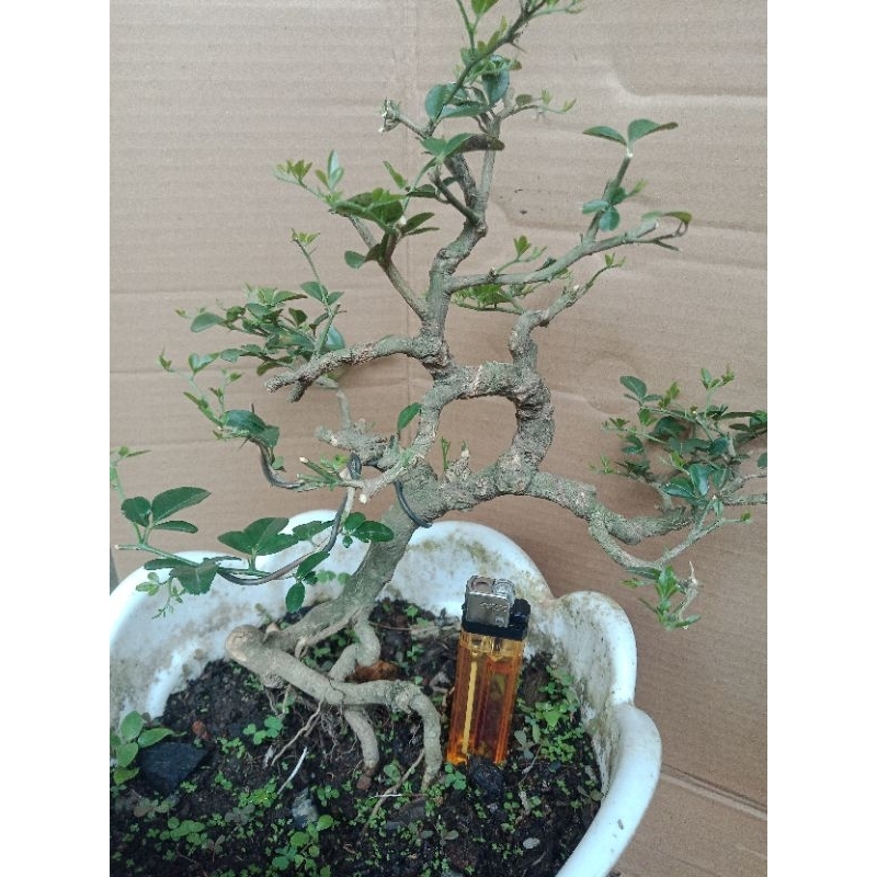 bonsai jeruk kingkit prospek siap pajang realpic