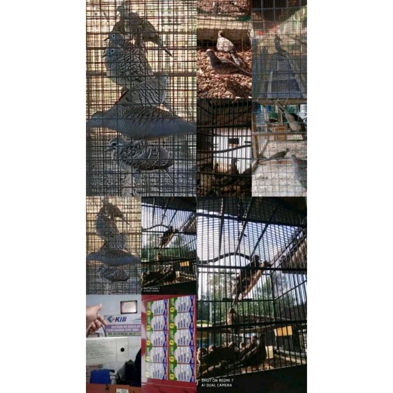 Burung perkutut bangkok jantan usia 3-4 bulanan