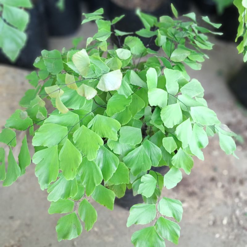 tanaman hias suplir gajah - suplir betok - tanaman suplir daun besar