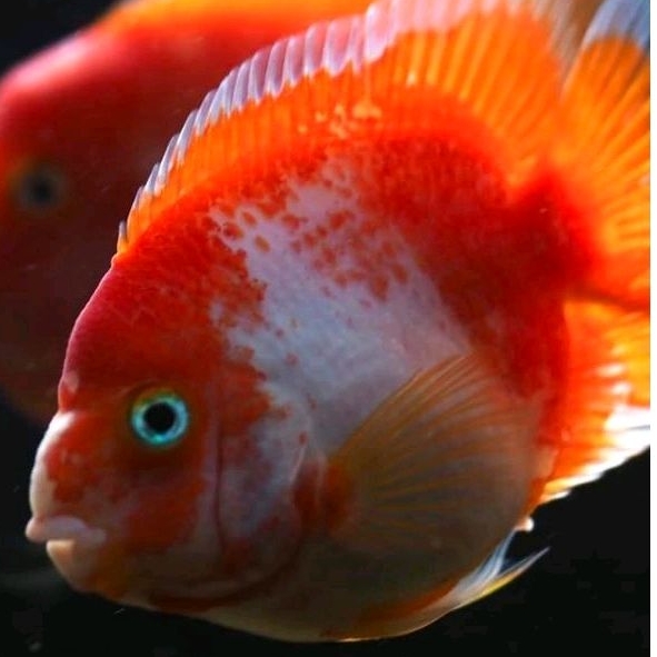 Burayak Red King kong Parrot Santa 3 cm HB