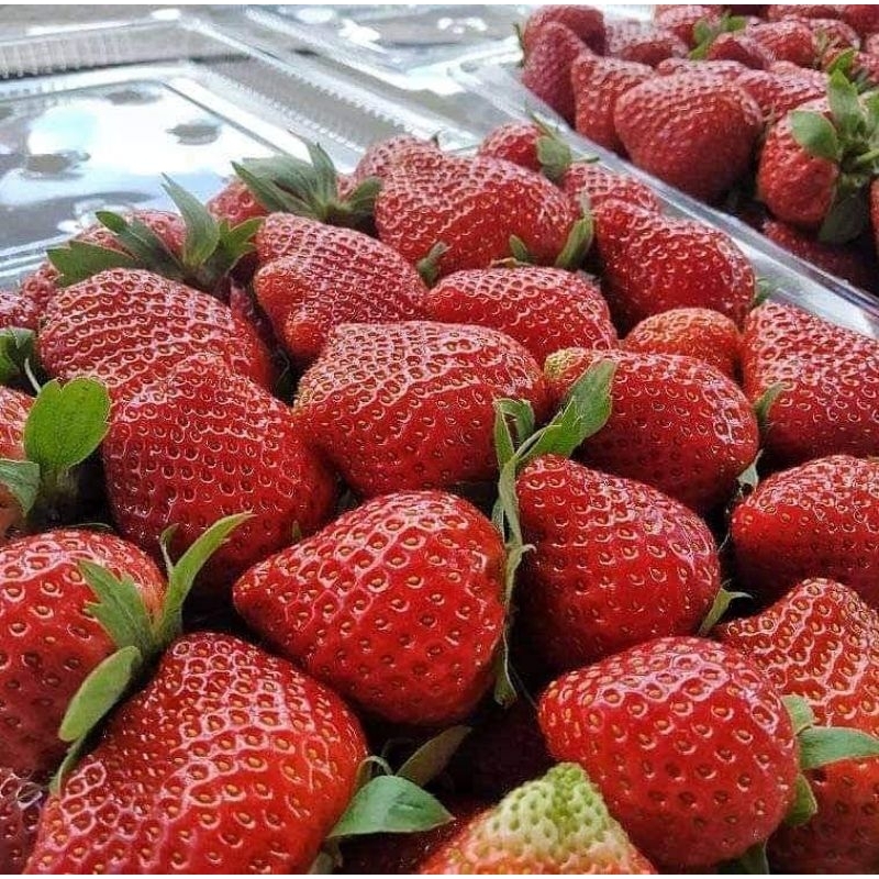 

Strawberry fresh mencir