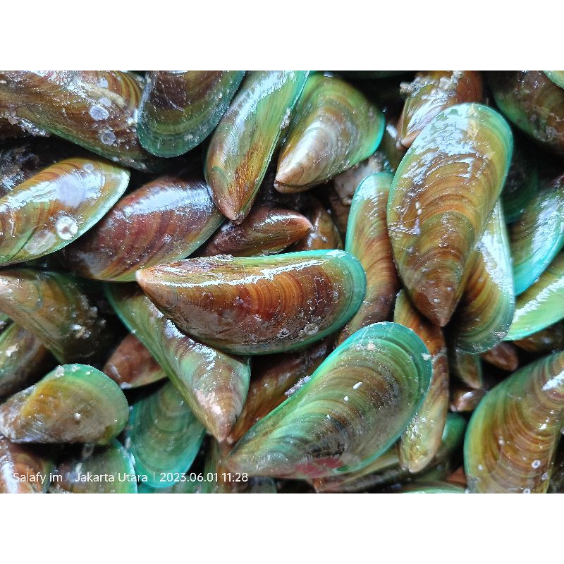 

kerang hijau