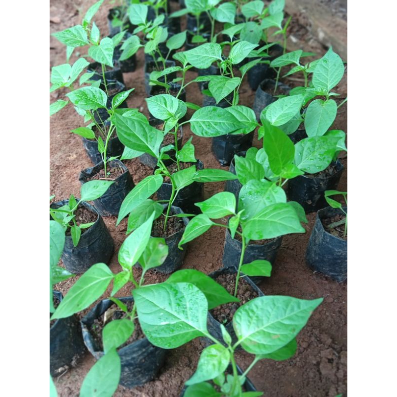 Bibit cabe rawit siap tanam