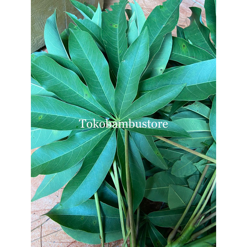 

Daun randu segar 500 gram petik langsung-az