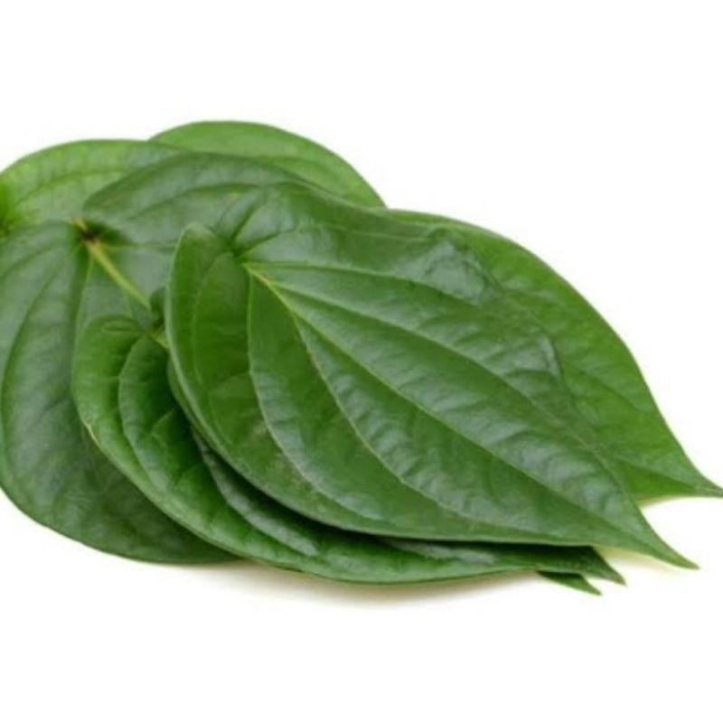 

DAUN SIRIH ORGANIK