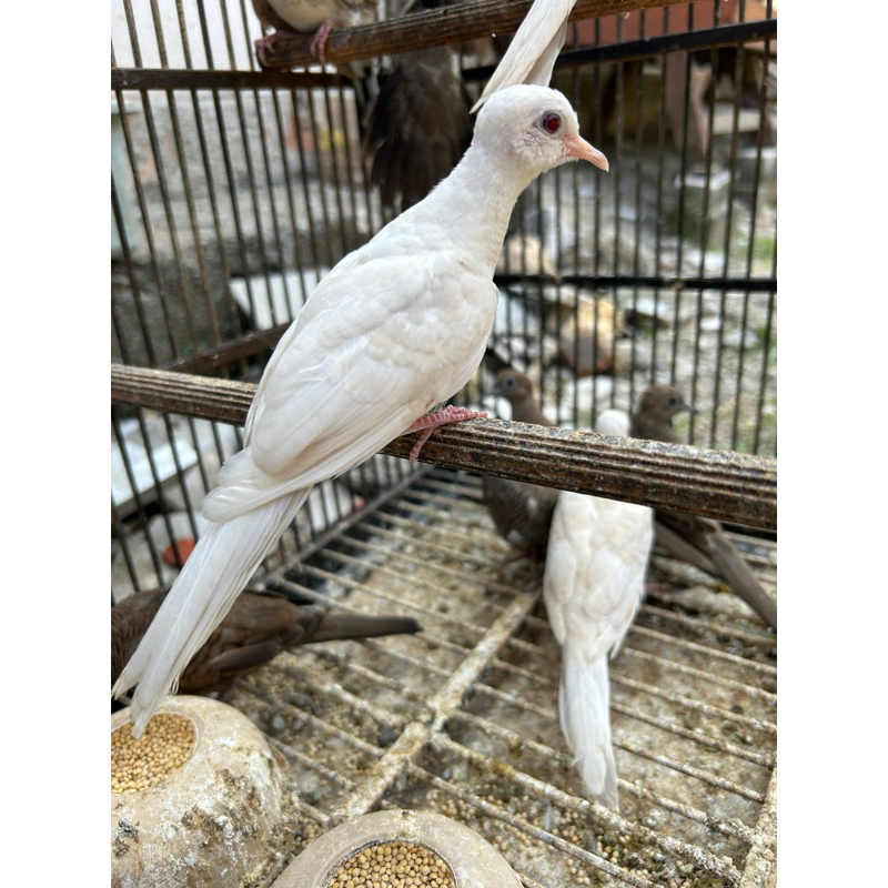 Perkutut Putih Mata Merah