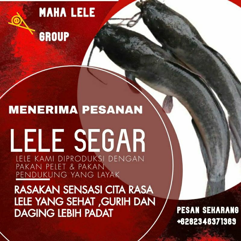 

Lele Segar