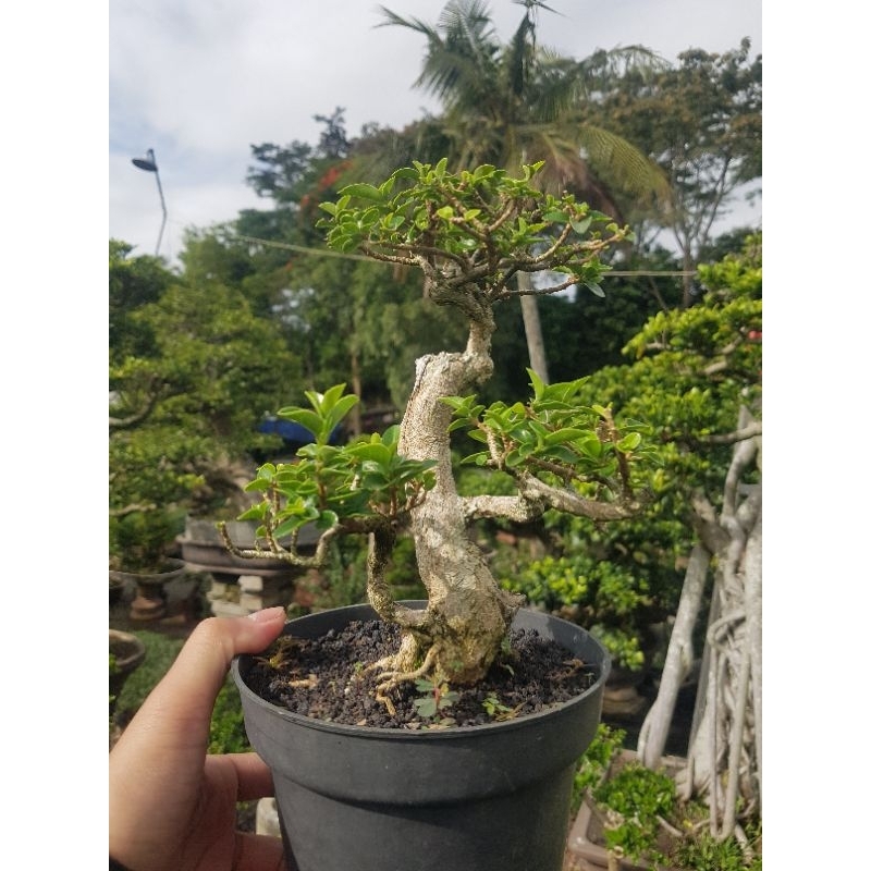 Tanaman hias bonsai sancang
