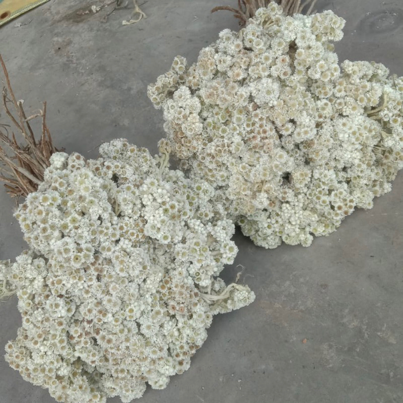 40-50 tangkai EDELWEIS ABADI BUNGA ASLI DI KERINGKAN / BUNGA ABADI / BUNGA EDEL / EDELWEIS LAWU