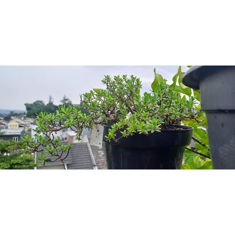 Santigi Karang OTR ori prospek