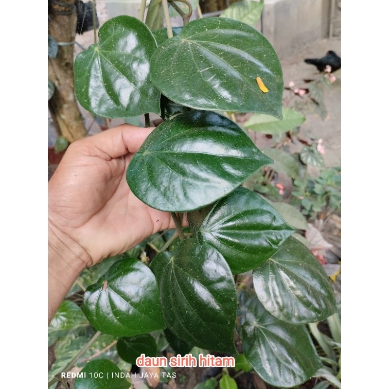 Daun sirih hitam hutan 20 lembar