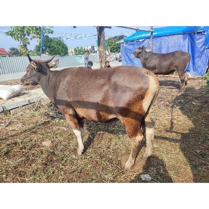 Sapi Bali Murah No 66 Termurah Sejabodetabek, Hewan Qurban Hidup Sapi Bali Sapi Jawa