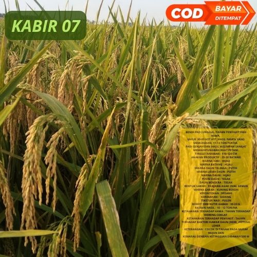 Benih Bibit Padi Bibit Kabir 07 5kg Unggul