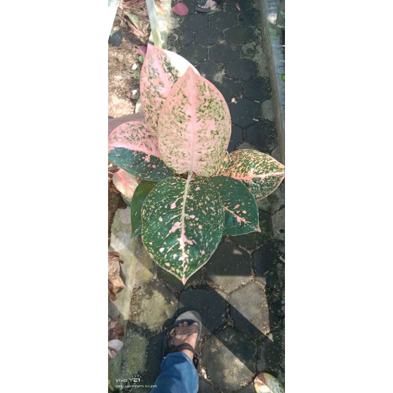aglaonema stardust orange