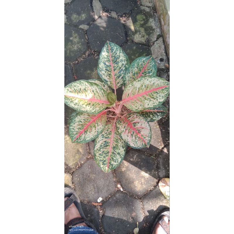 aglaonema sweet dream