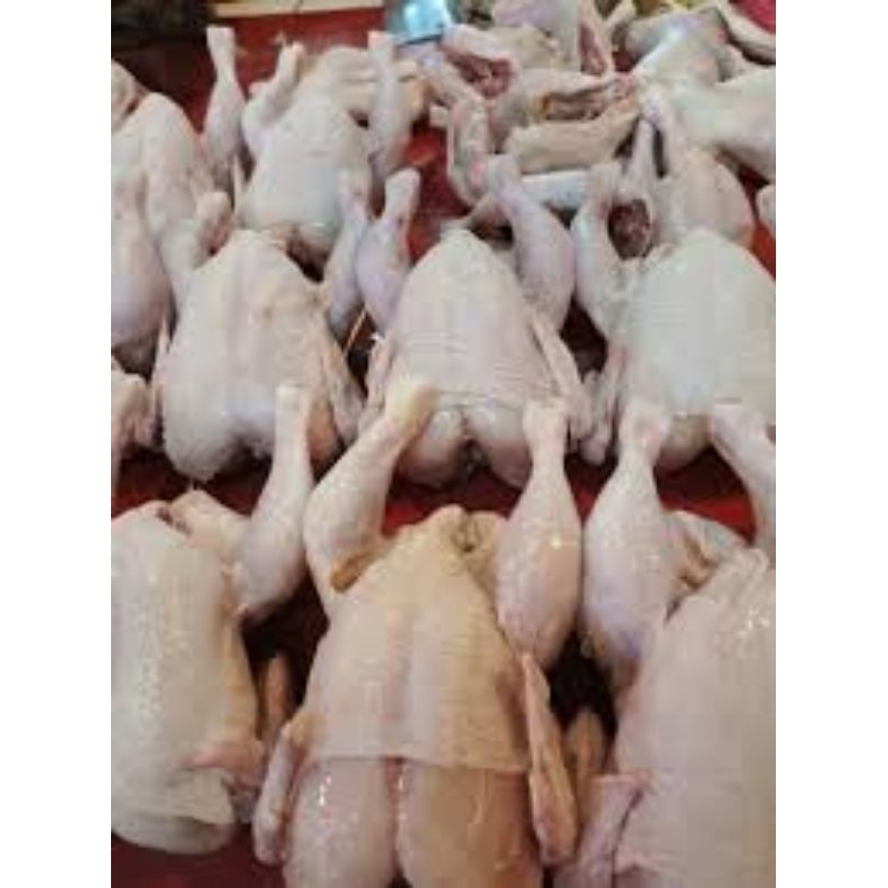

ayam utuh bukan frozen