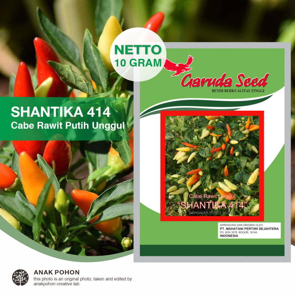 (1 PACK) Benih Cabe Rawit Putih 116 Ory Unggul SHANTIKA 414 Cabai Rawit Lebat Seeds - Garuda Seed - 10 GRAM