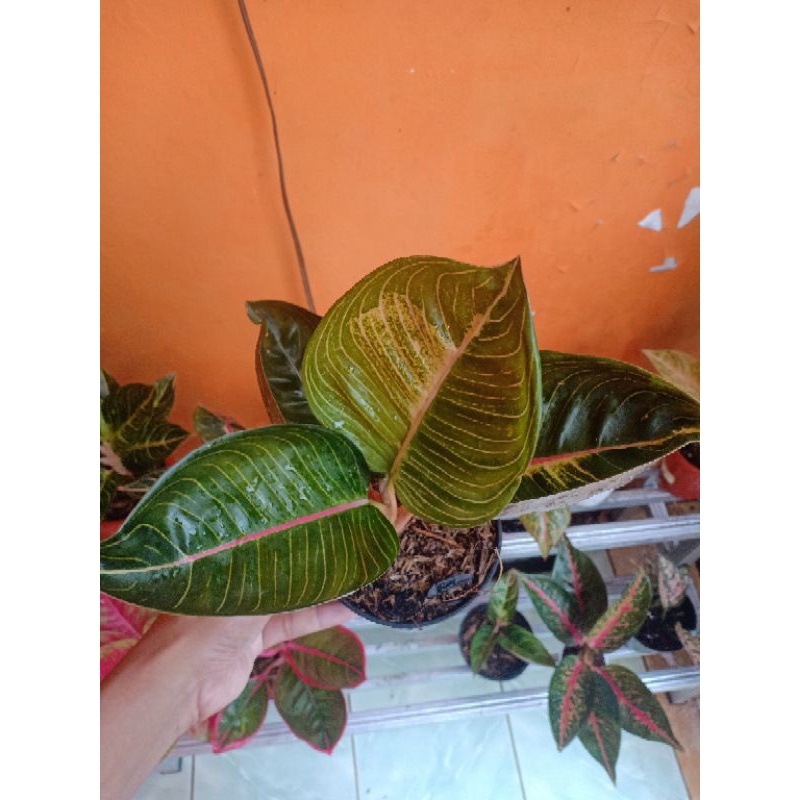 Aglonema Black Moonlight Gerhana / BML