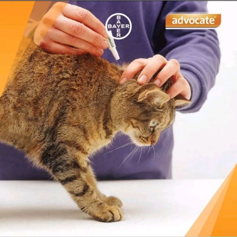 Advocate cat kucing obat kutu kucing kecil besar tetes 4KG 4-8KG berat tube 0.4 ML 0.8 ML small cat large