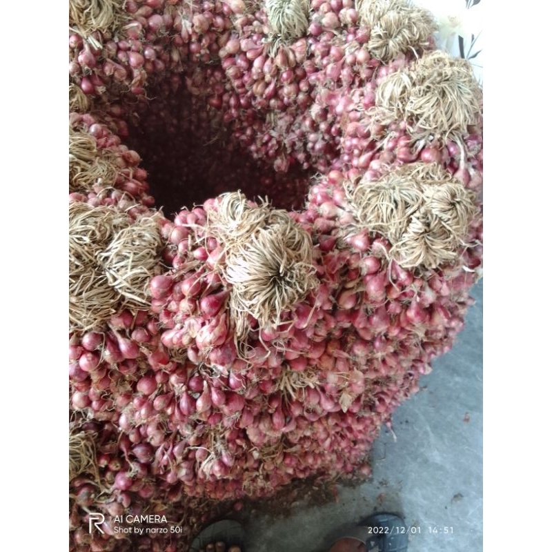 

PROMO !!! 1kg bibit bawang merah brebes siapa tanam