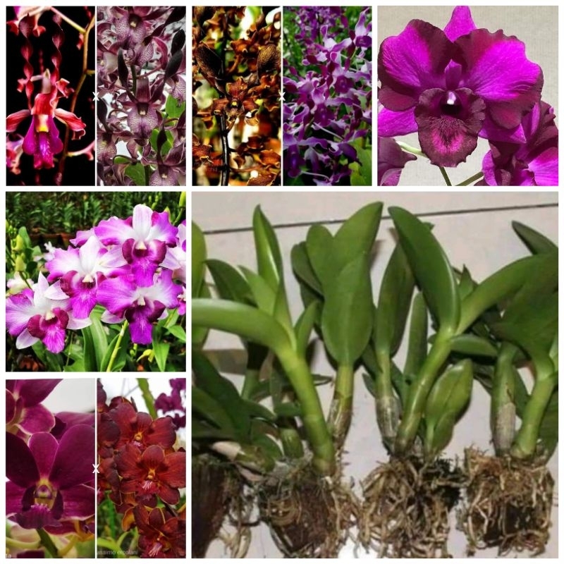 PROMO Anggrek Dendrobium Remaja Jumbo Siap bunga sdh tutup daun Murah clone import Bangkok Original Plant
