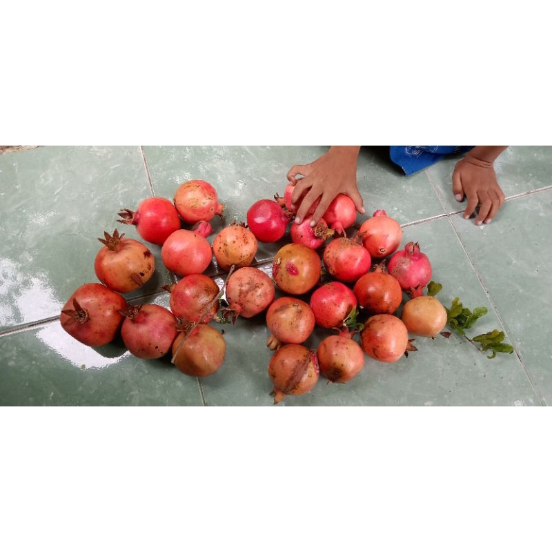 Bibit Delima Merah Biji Lunak Valiid