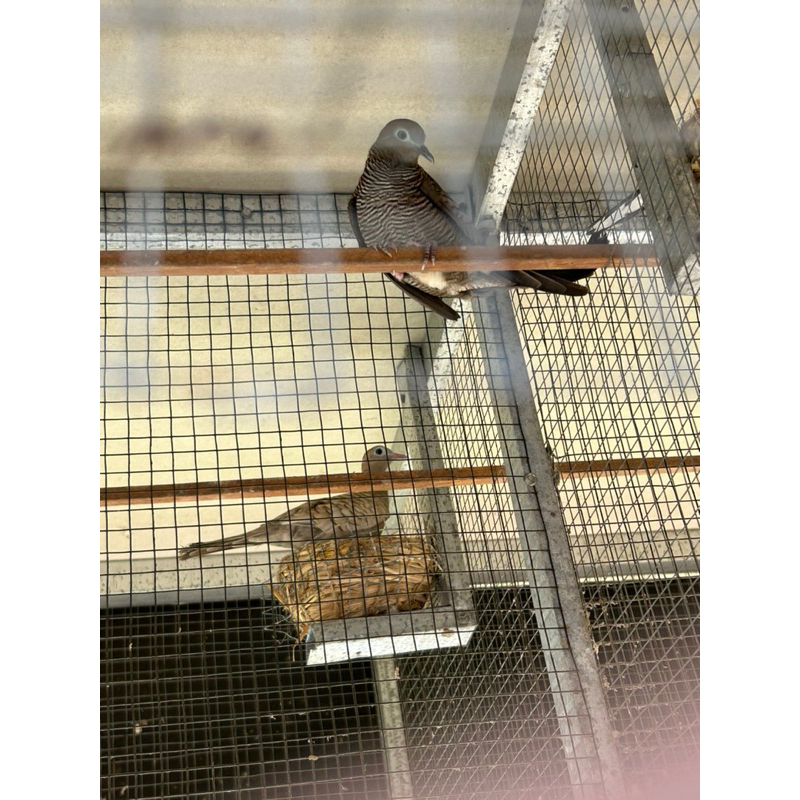 Perkutut Majapahit Dewasa