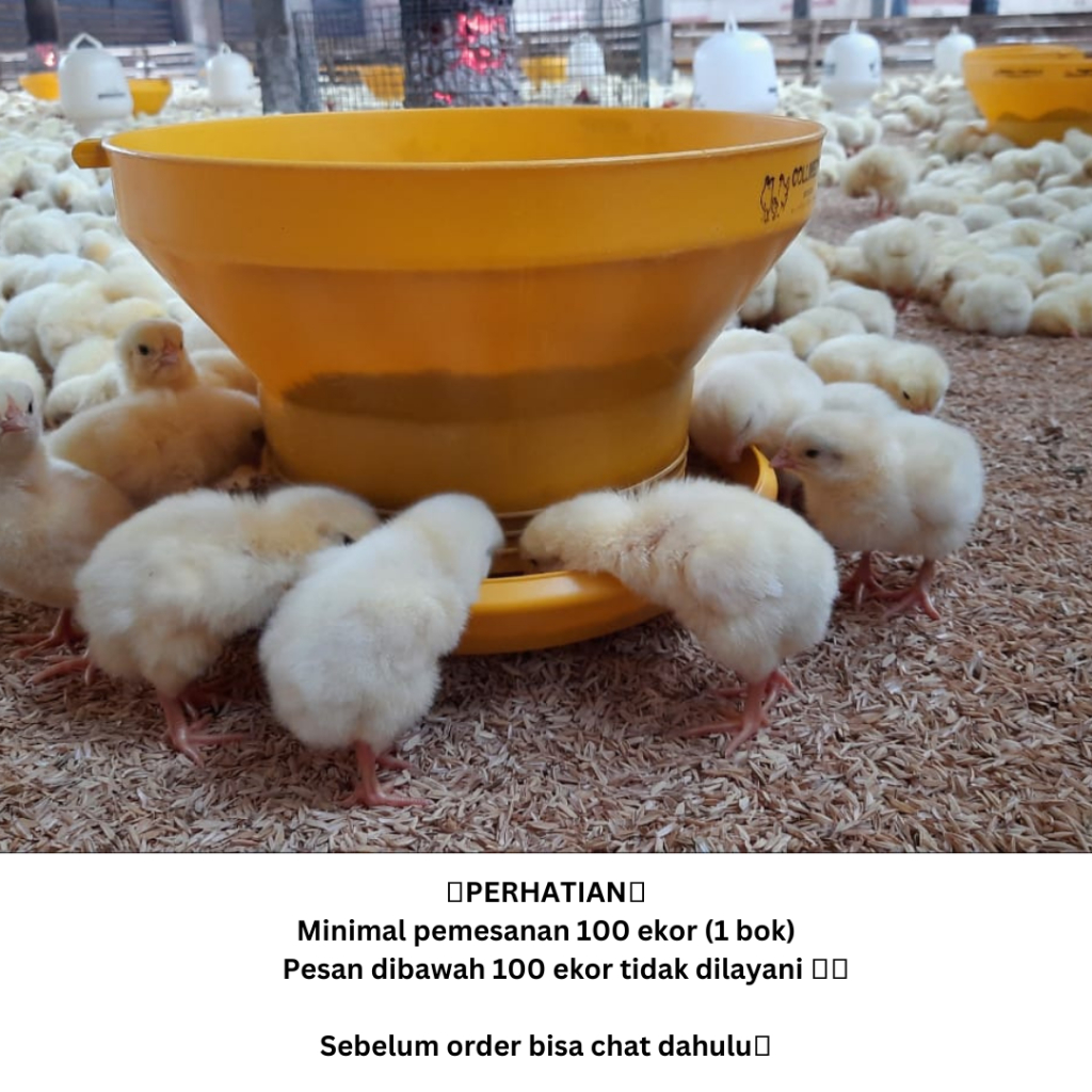 Jual 1 Paket DOC Broiler Super untuk Wilayah Jawa dan Sekitarnya