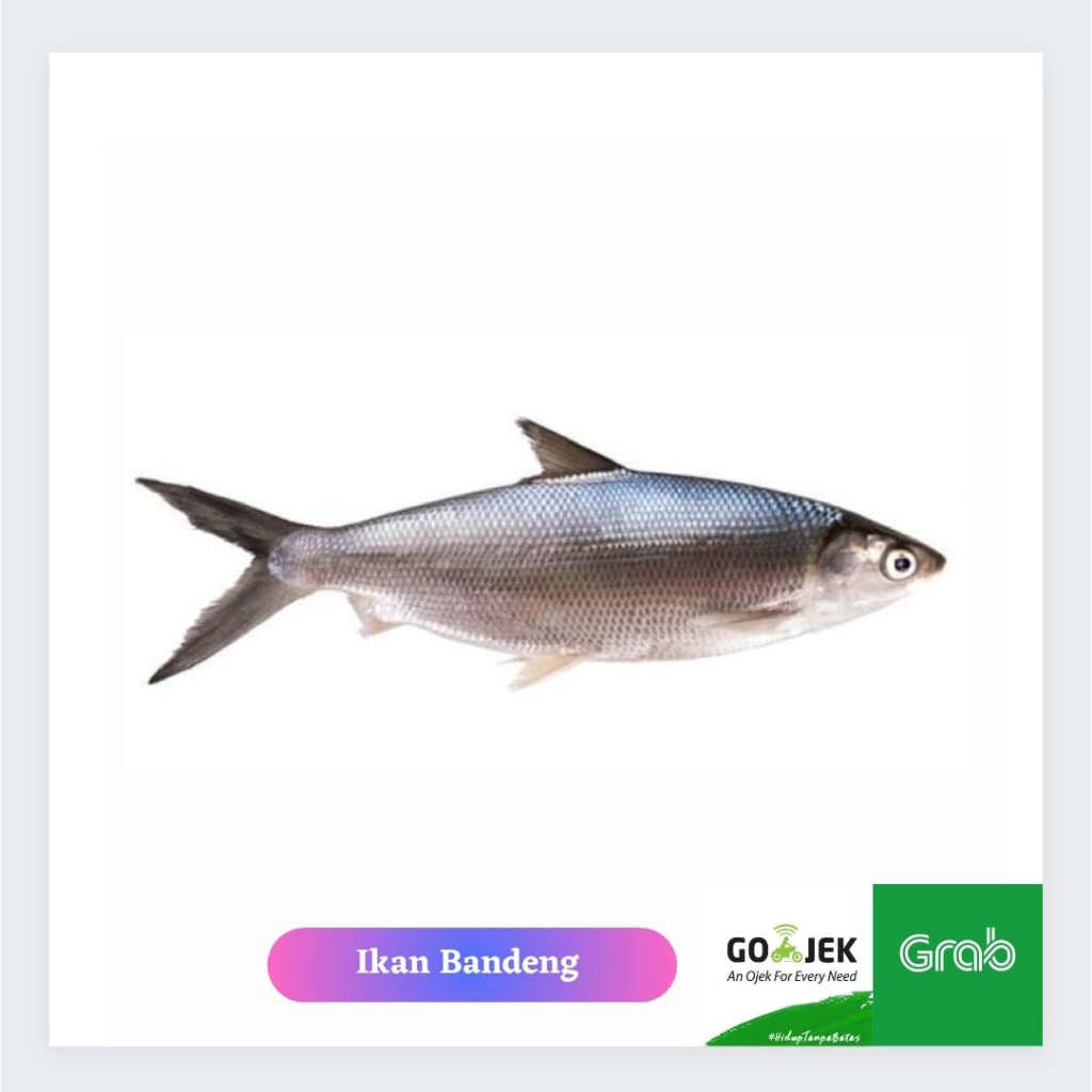 

Ikan Bandeng Segar 1Kg