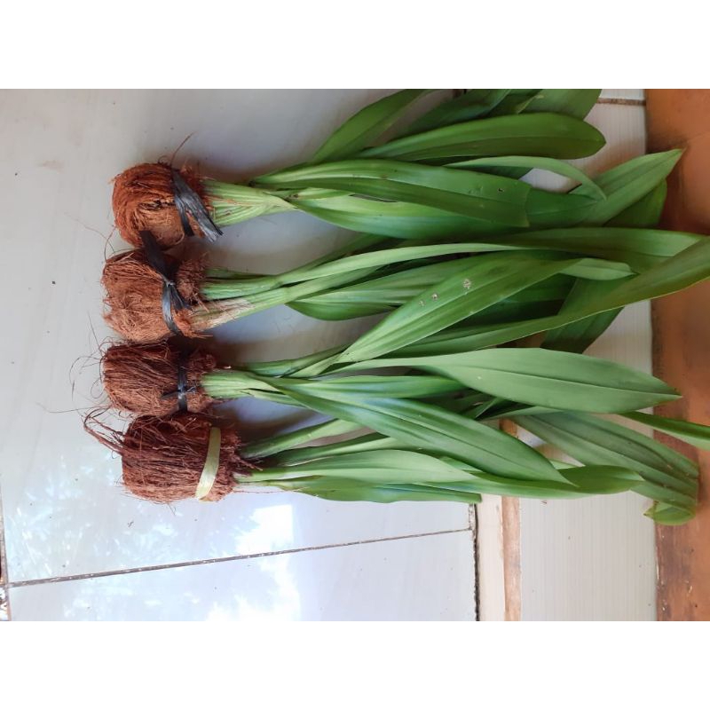 Anggrek pohon Anggrek hutan