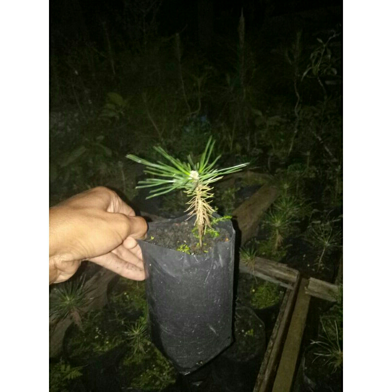 bibit pohon bonsai dan taman blackpine pinus hitam jepang