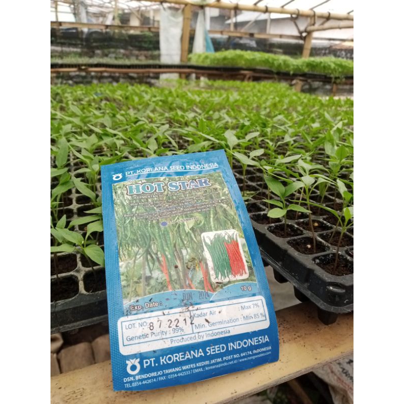 Benih Cabe Keriting HOT STAR F1 Tahan Layu Tahan Virus Tahan Antraknosa 2200 Biji