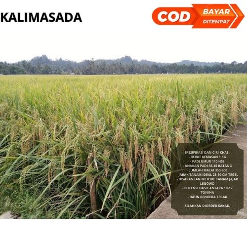 Benih Padi Kalimasada 1kg Premium