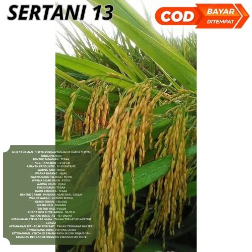 Benih Padi SERTANI 13 Bibit 1kg Unggul