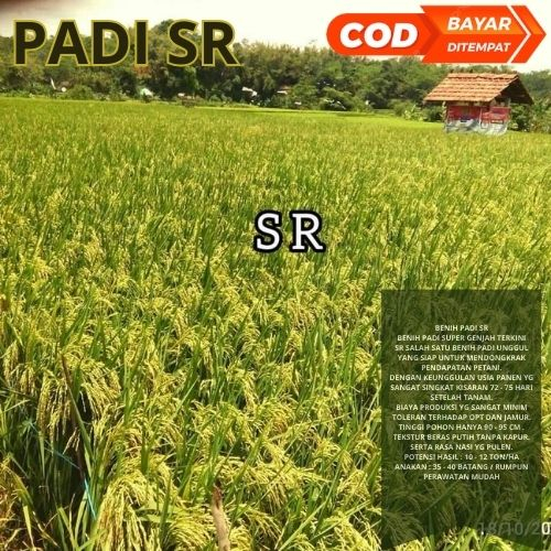 Benih Bibit Padi SR 5kg Berkualitas