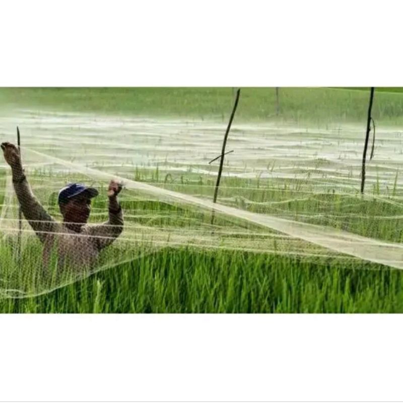 Jaring burung sawah 10mx100yds tebal senar 0.15mm jaring burung kecil jaring burung pipit sawah jaring pengaman padi burung sawah