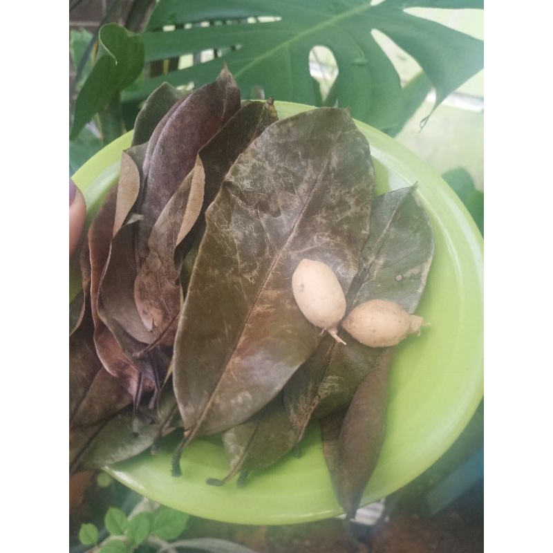 

Daun Sirsak + kunyit putih (Paket utk konsumsi 1x )