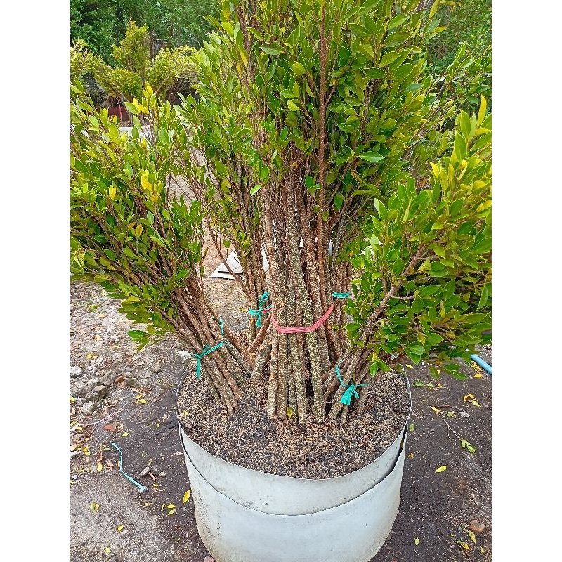 Bahan Gabungan Kimeng The Max 30cm Bibit Kimeng