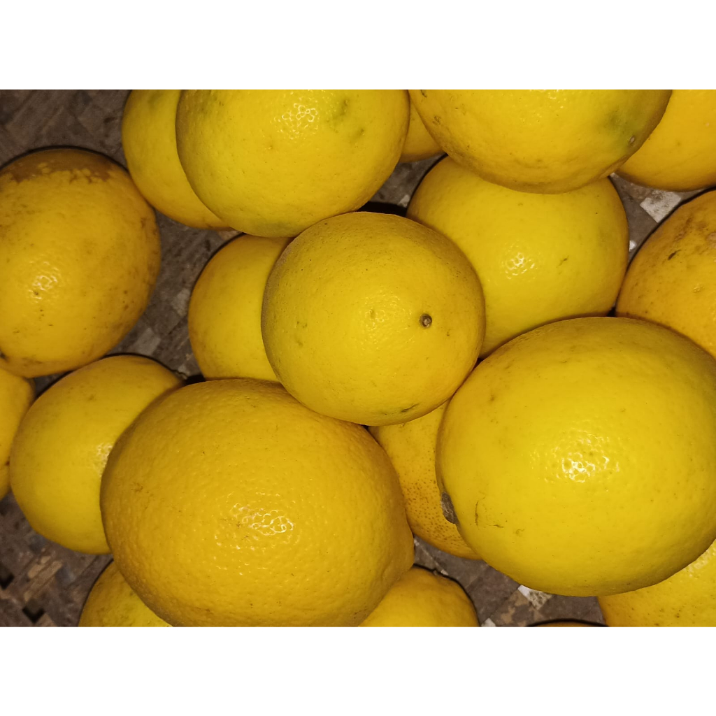 LEMON CALIFORNIA IMPORT