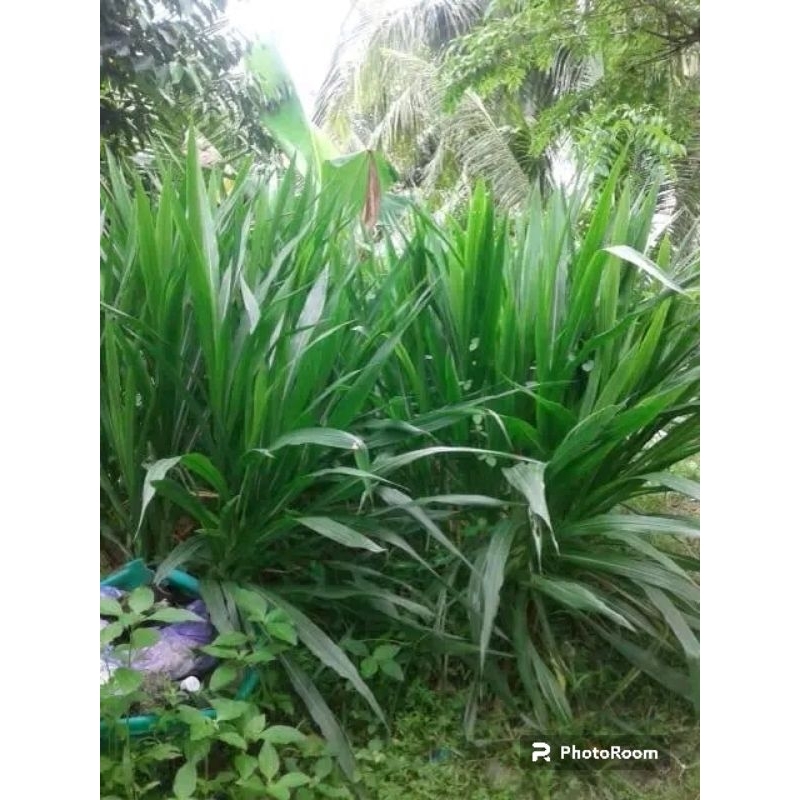 Bibit Rumput ODOT