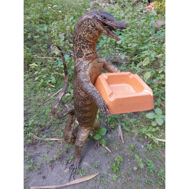 biawak pegang asbak