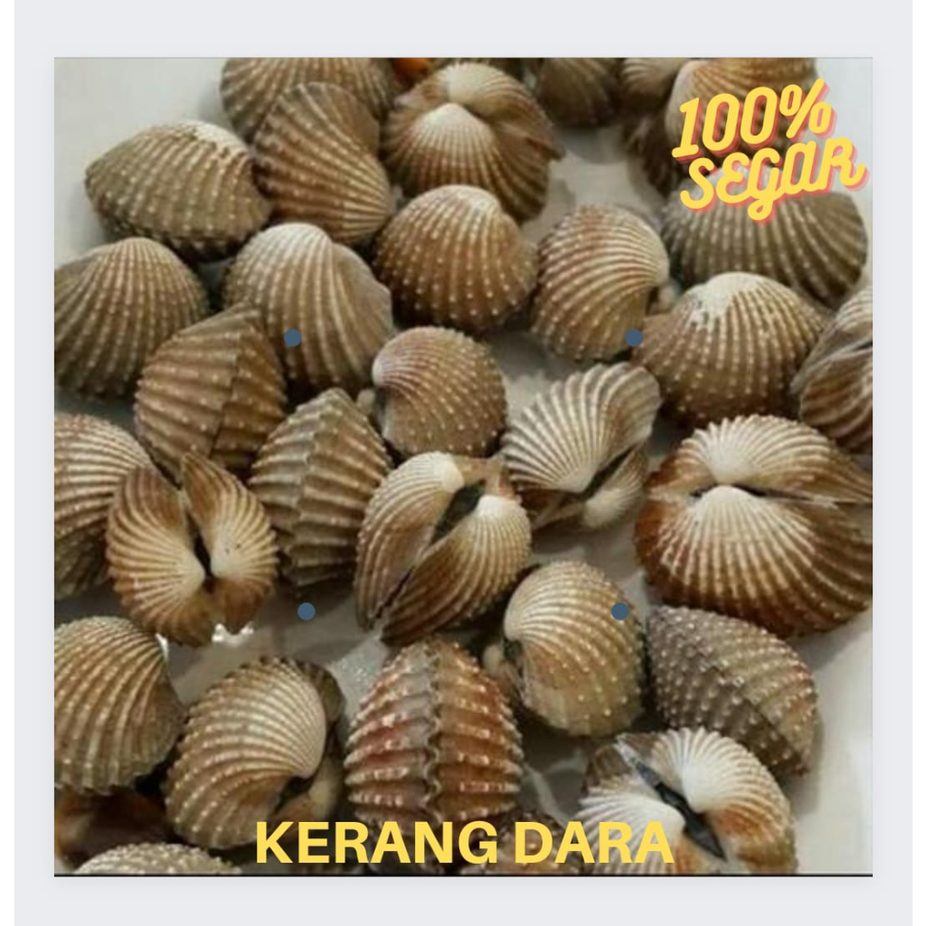 

Kerang Dara Segar 500gr