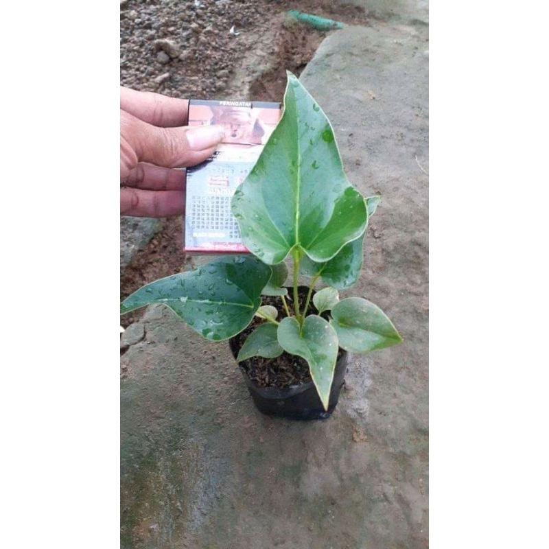 DIARY PETANI - Anthurium Corong Anthurium Brownii Anakan